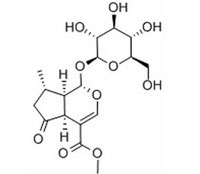 马鞭草苷