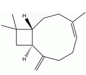 β-石竹烯 CAS:87-44-5 中药对照品标准品